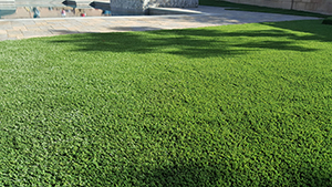 Genesis_Artificial_Turf_29_Diamond_Light_Fescue-Spring_ Diamond_Pro_Fescue-Spring_ Diamond_Supreme_Fescue-Spring_Everglade_Light_FescueSpring¬_ Everglade_Fescue-S